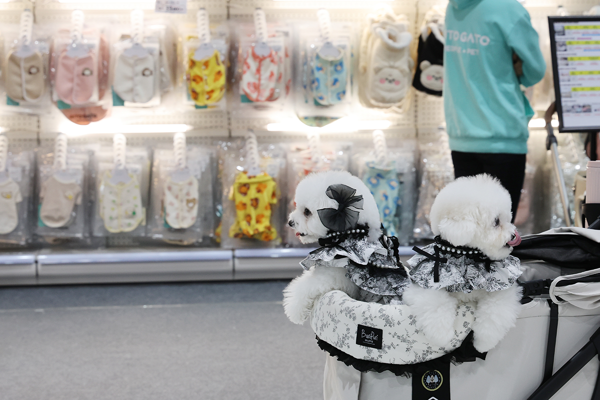 12月12日，在首尔江南区大峙洞首尔贸易展览会议中心（SETEC）举行的“圣诞首尔宠物展”上，来访者携爱犬正参观展场。