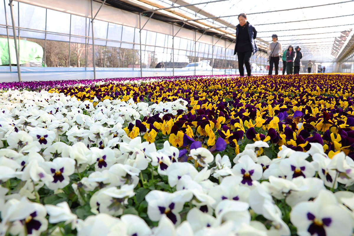 2月19日，是二十四节气中的雨水。图为位于京畿道安养市东安区的一处苗圃里，前来踏青的市民正漫步各色鲜花竞相绽放的小径，享受盎然春意。