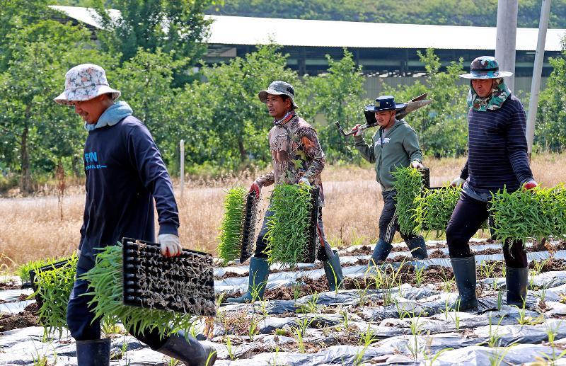 韩国国务会议5月6日审议通过《长期护理保险法施行令修正案》，允许外籍季节务工人员（E-8）申请免缴老年长期护理保险。图为外籍季节务工人员在忠清北道槐山郡进行玉米播种作业的场景。图片来源：忠清北道槐山郡