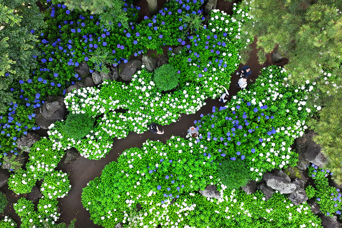 6月18日，在济州旧左邑松堂里童话村，游客徜徉于盛开的绣球花海，感受夏日风情。