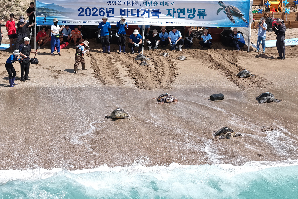 8月27日，在济州道西归浦市中文穑达海边举行的&ldquo;海龟放归大海&rdquo;活动上，参与人士将完成救助、治疗，以及人工孵化的海龟放归大海。