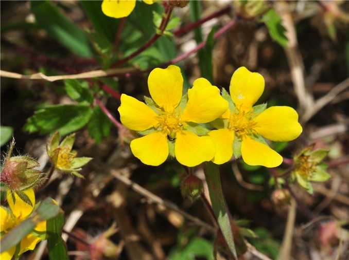 官方确认韩国本土生物共有62604种