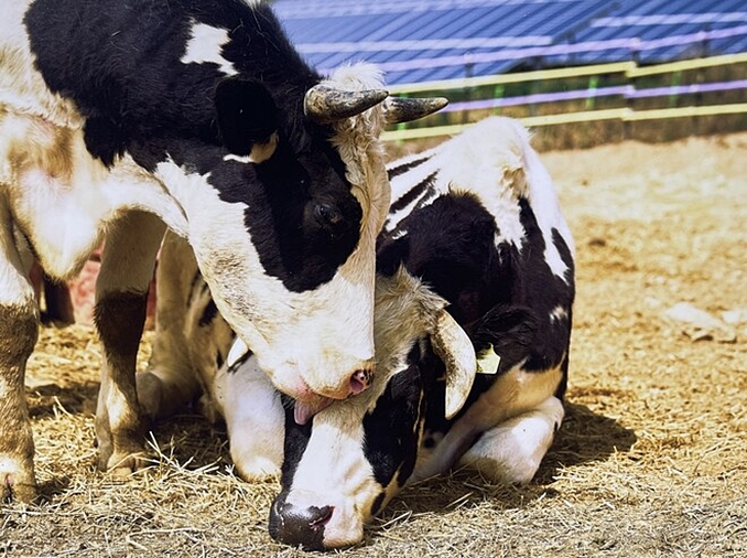 【韩国与动物同行】韩国的动物庇护所