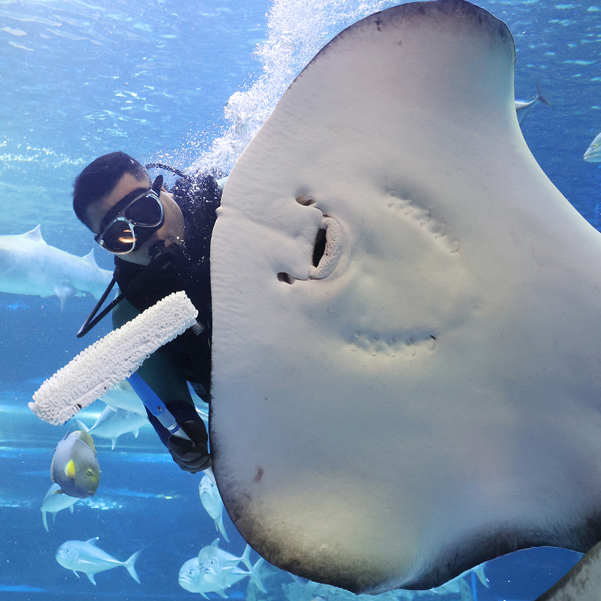 New year's cleaning of giant aquarium tank