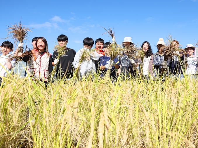 唱农谣感受收获的喜悦：体验国立农业博物馆割水稻活动