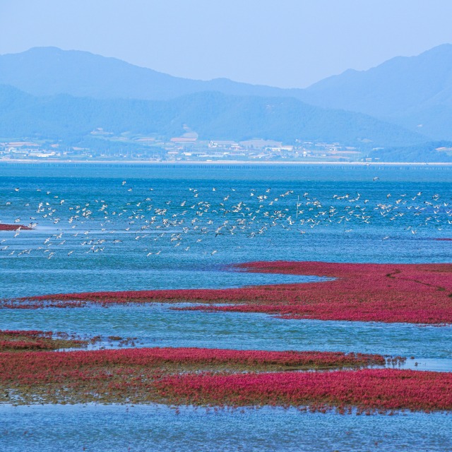 4 tidal flats added to World Heritage list🌊🦀